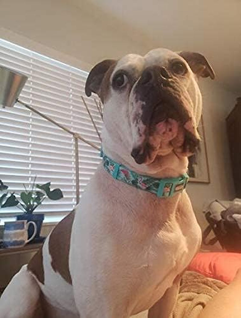 Adjustable Dog Collar, Durable Nylon Collars for Large Female Male Dogs & Puppies, Flamingo Print Cute and Soft